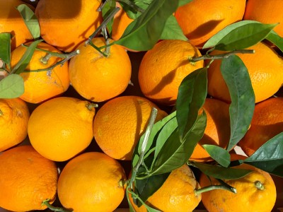 Foto Arance Varietà Tarocco Affogliato Calibro 4B  Origine Italia Marchio Eccellenza Capitale 2